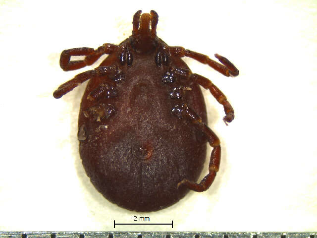 Image of Tick