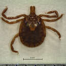 Amblyomma tapirellum Dunn 1933 resmi