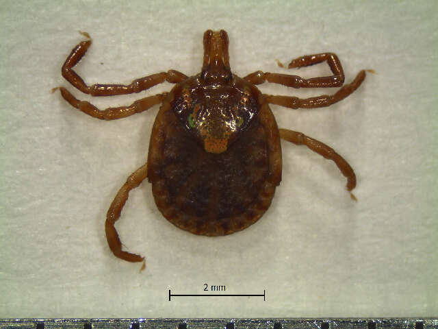 Image of Amblyomma tapirellum Dunn 1933