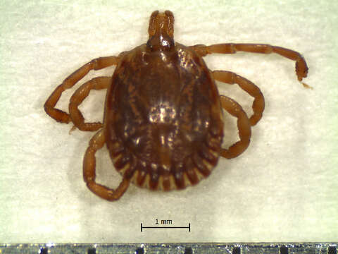 Image of Amblyomma tapirellum Dunn 1933