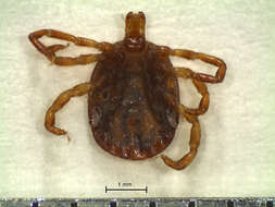 Image of Amblyomma tapirellum Dunn 1933