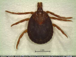 Image of Amblyomma disimile