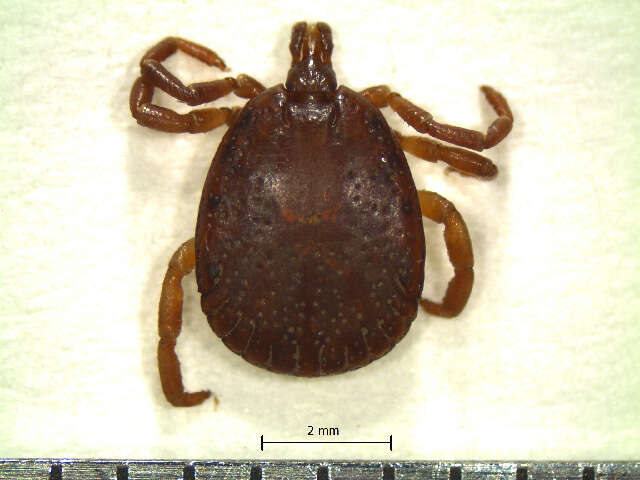 Image of Amblyomma disimile