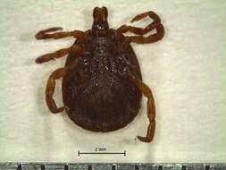 Image of Amblyomma disimile