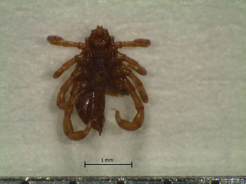 Image of Rhipicephalus microplus (Canestrini 1888)