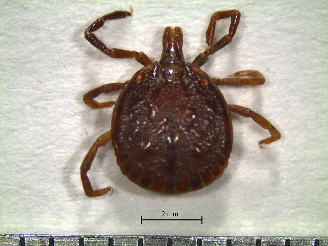 Image of Tick