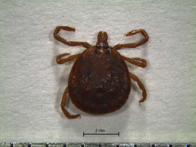 Image of Tick