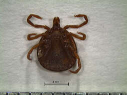 Image of Tick