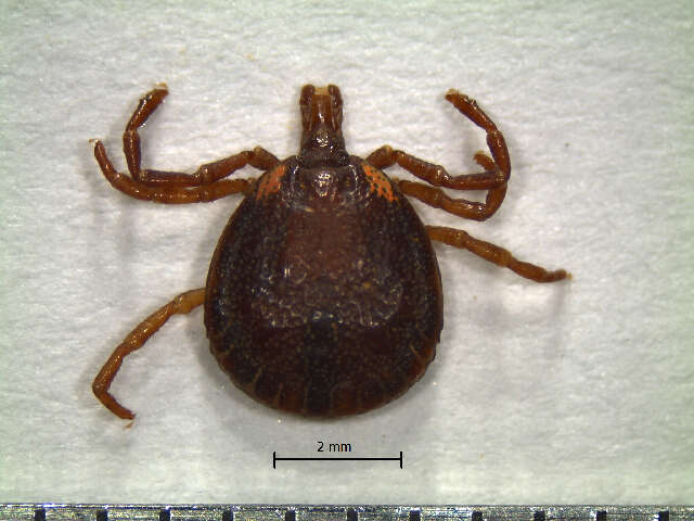 Image of Tick