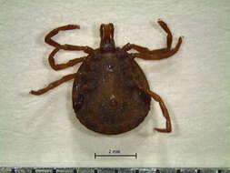 Image of Tick