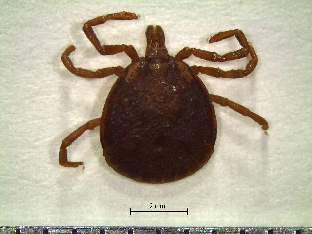 Image of Tick