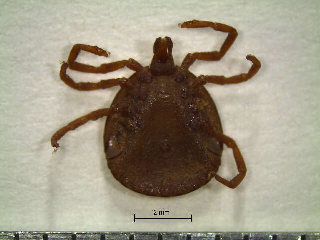 Image of Tick