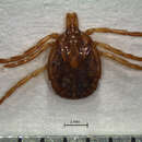 Amblyomma oblongoguttatum Koch 1844 resmi