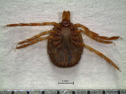 Image of Amblyomma oblongoguttatum Koch 1844