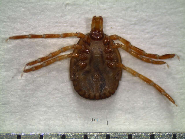 Amblyomma oblongoguttatum Koch 1844 resmi