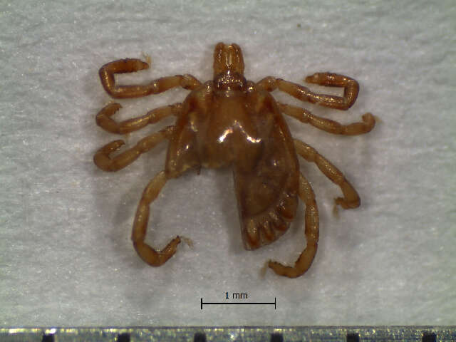 Amblyomma oblongoguttatum Koch 1844 resmi