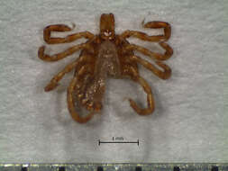 Image of Amblyomma oblongoguttatum Koch 1844