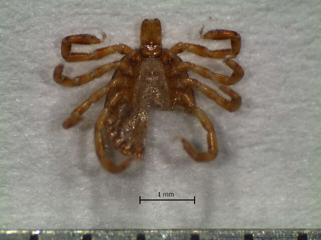 Amblyomma oblongoguttatum Koch 1844 resmi