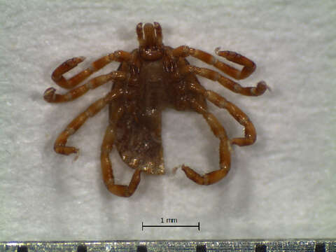 Image of Amblyomma oblongoguttatum Koch 1844