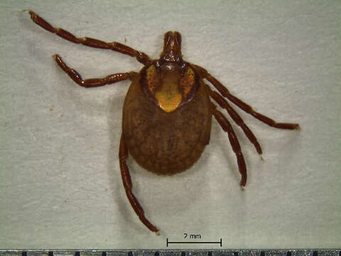 Image of Amblyomma naponense (Packard 1869)