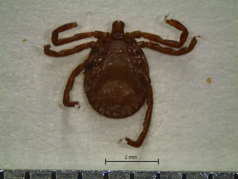 Image of Amblyomma naponense (Packard 1869)