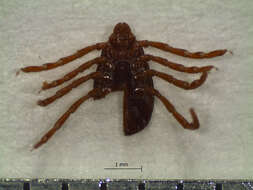 Image of Brown dog tick