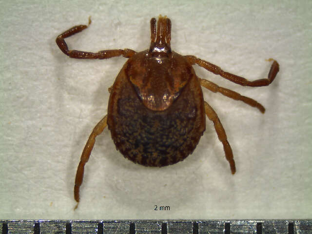 Image of Cayenne tick