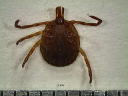 Image of Cayenne tick