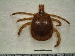 Image of Cayenne tick