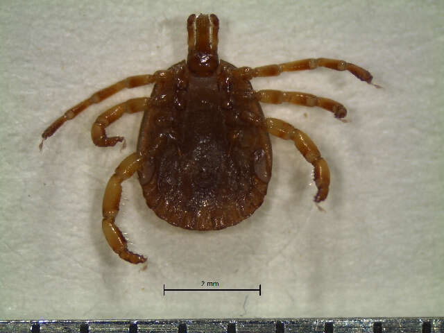 Image of Cayenne tick