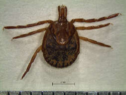 Image of Cayenne tick