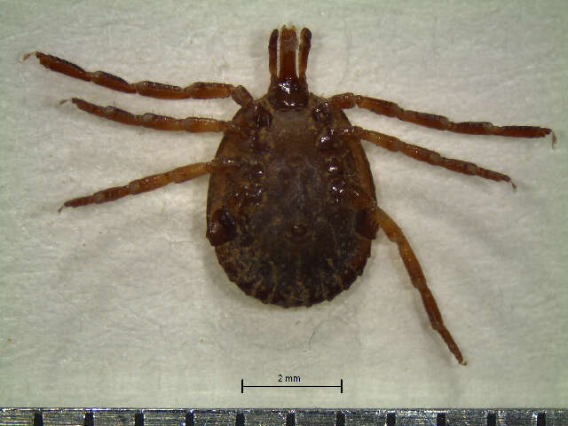 Image of Cayenne tick