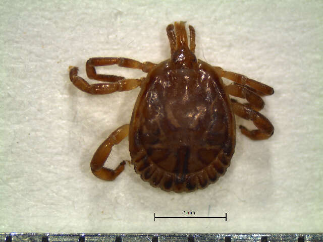 Image of Cayenne tick