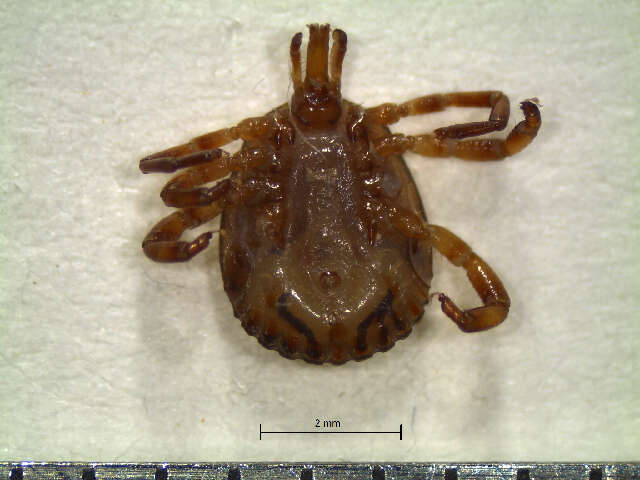 Image of Cayenne tick