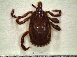 Image of Amblyomma ovale Koch 1844