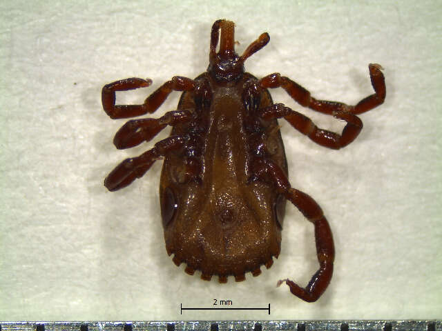 Amblyomma ovale Koch 1844 resmi