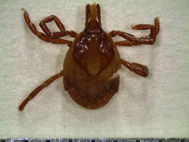 Image of Amblyomma ovale Koch 1844