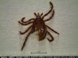 Image of Amblyomma ovale Koch 1844