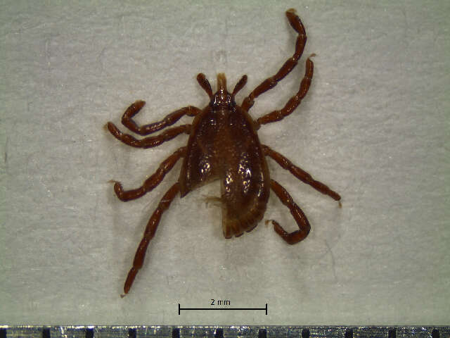 Amblyomma ovale Koch 1844 resmi