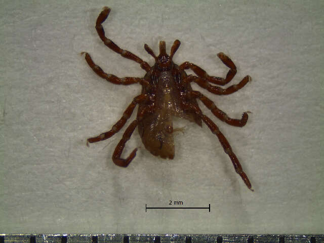 Amblyomma ovale Koch 1844 resmi