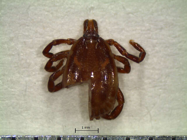 Amblyomma ovale Koch 1844 resmi