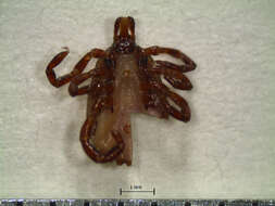 Image of Amblyomma ovale Koch 1844