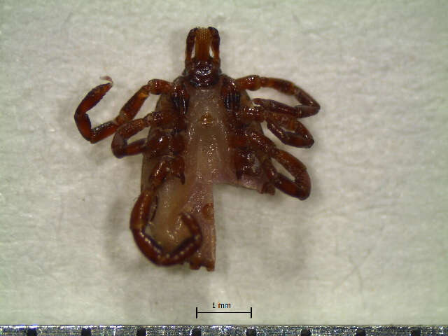 Amblyomma ovale Koch 1844 resmi