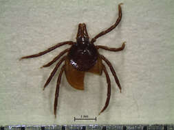 Image of Ixodes affinis Neumann 1899