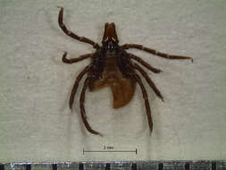 Image of Ixodes affinis Neumann 1899