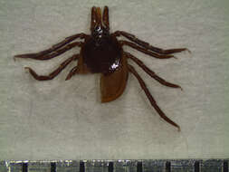 Image of Ixodes affinis Neumann 1899