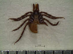 Image of Ixodes affinis Neumann 1899