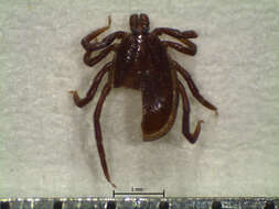 Image of Ixodes affinis Neumann 1899