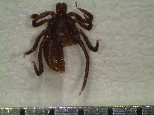 Image of Ixodes affinis Neumann 1899