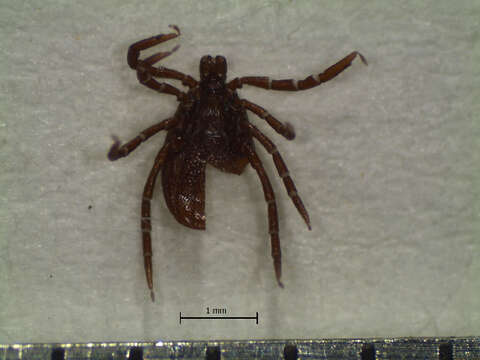 Image of Ixodes affinis Neumann 1899